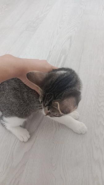 Отдам в хорошие руки котенка 2-3месяца