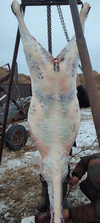 Продам мясо конины молодняк