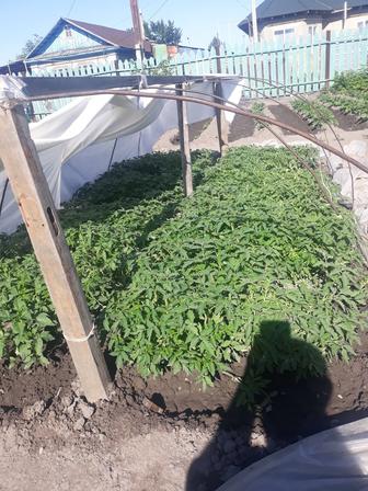 Рассада