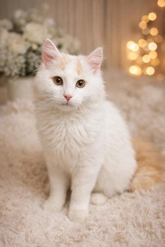 Продается котенок 7 мес