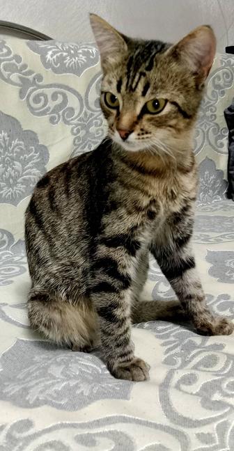 Котенок мальчик 5 месяцев