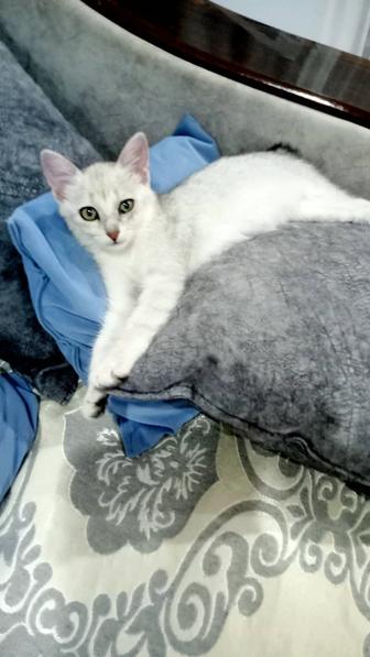 Котенок девочка 3 месяца