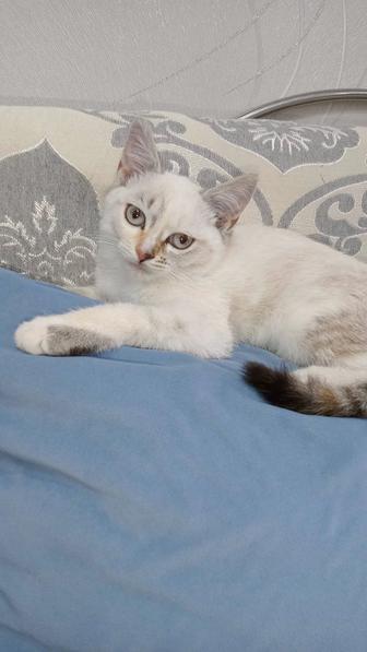 Котенок девочка 3 месяца