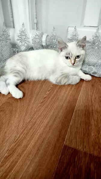 Котенок девочка 3 месяца