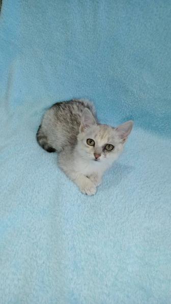 Котенок девочка 3 месяца