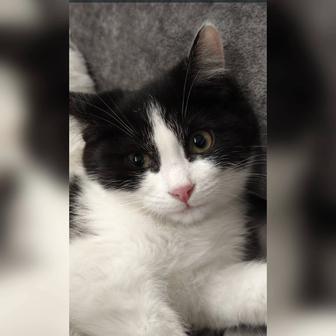 В самые ответственные руки котята