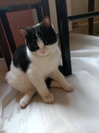 В самые ответственные руки котята