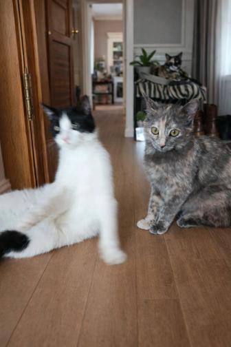 В самые ответственные руки котята