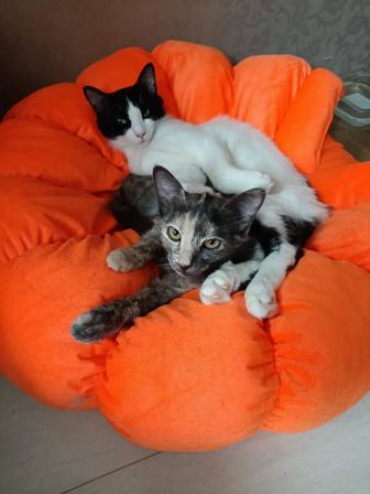 В самые ответственные руки котята