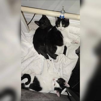 В самые ответственные руки котята