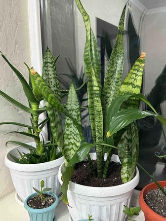 Сансевиерия