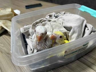 Продаются попугаи птенцы ожереловых попугаев