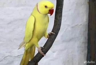Продаются попугаи птенцы ожереловых попугаев
