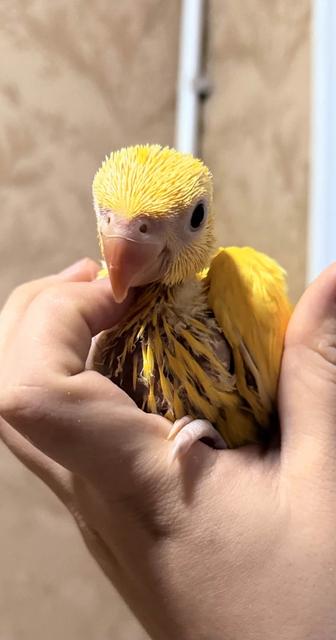 Продаются попугаи птенцы ожереловых попугаев