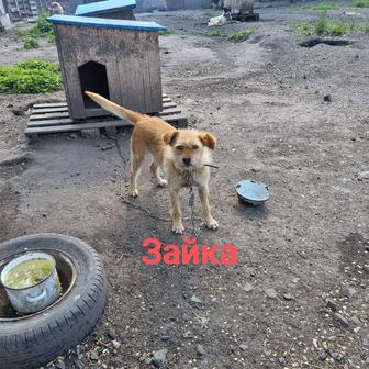 Собаки