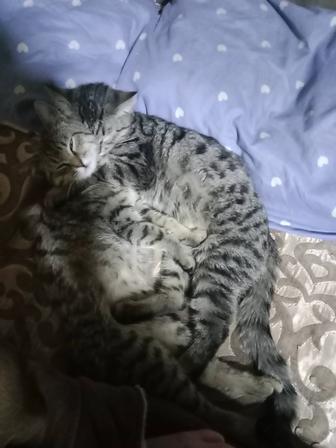 Срочно Отдам красивых котят в хорошие руки