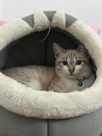 Отдам кота в хорошие руки