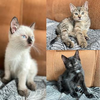 Котята