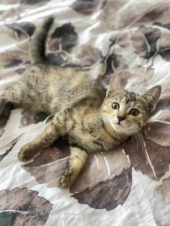 Котята