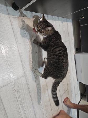 Отдам даром кот