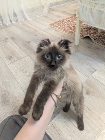 Отдадим сиамского котенка бесплатно