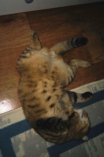 Отдаю кота