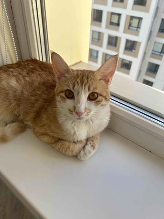 Кошка кошечка котенок