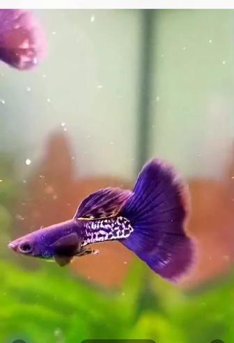 Продам гуппи