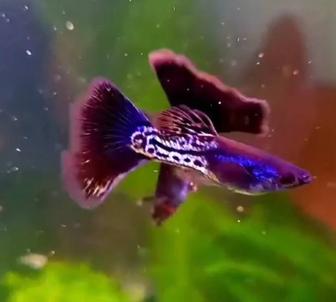 Продам гуппи