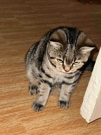 Отдам в добрые руки котенка