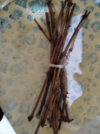 Продам чубуки (черенки) столовых сортов винограда, Кодрянка , Кишмиш .