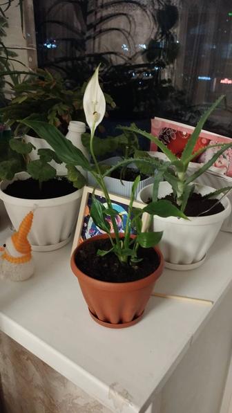 Комнатные растения