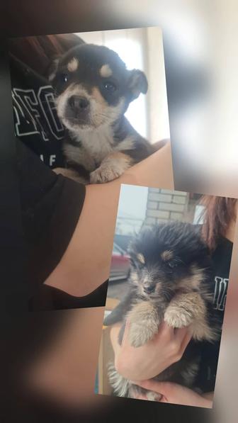 Отдам щенят 2 девочки