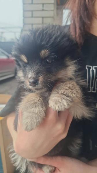 Отдадим щенка