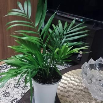 Хамедорея пальма продам