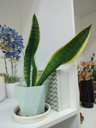 Продам комнатный цветок