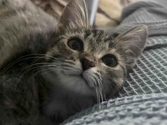 отдам в добрые руки девочку кошку