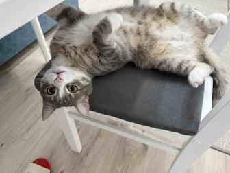 Отдам котика в добрые руки