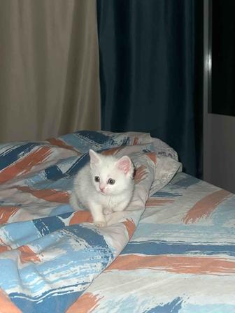 Отдам даром котенка