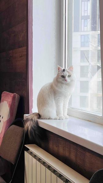 Кошка, отдам в хорошие руки