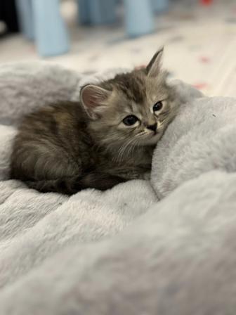 Котенок девочка