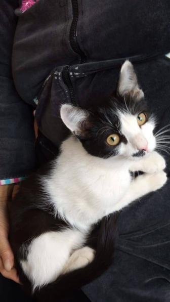 Котенок. Очень нежная и ласковая девочка. 4 месяца, домашняя.