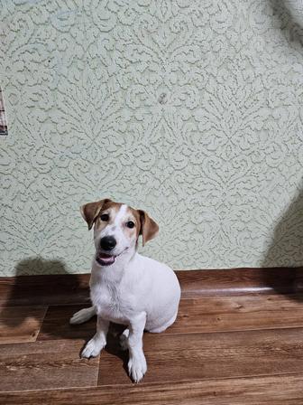 Щенки