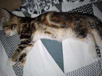 Кошку дом