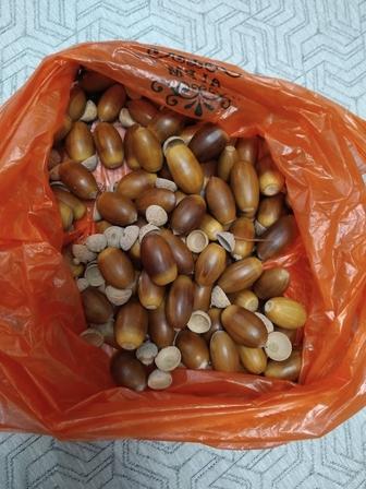 Желуди дубовые срочно продам