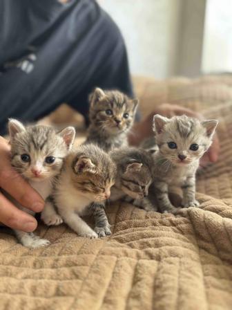 Отдам котят в добрые надежные руки