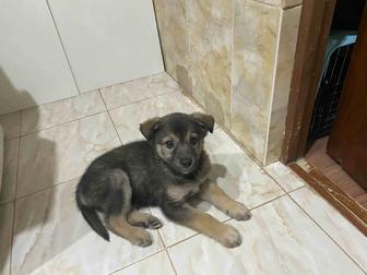 Щенок в любящую семью