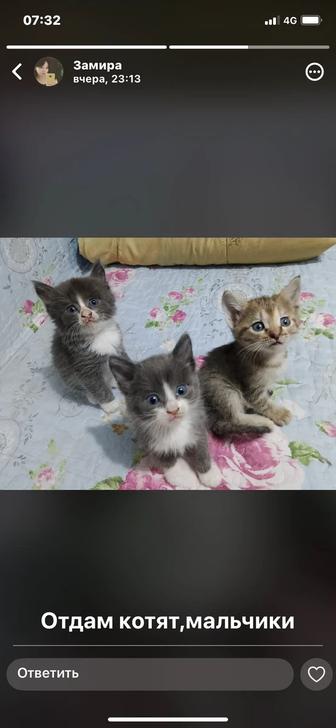 Отдам котят в добрые руки