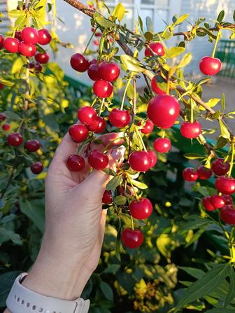Продам вишню, с доставкой