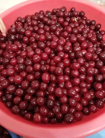 Продам вишню, с доставкой